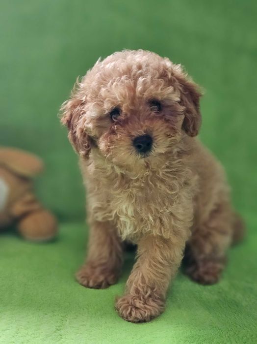 Хлопці той пудель