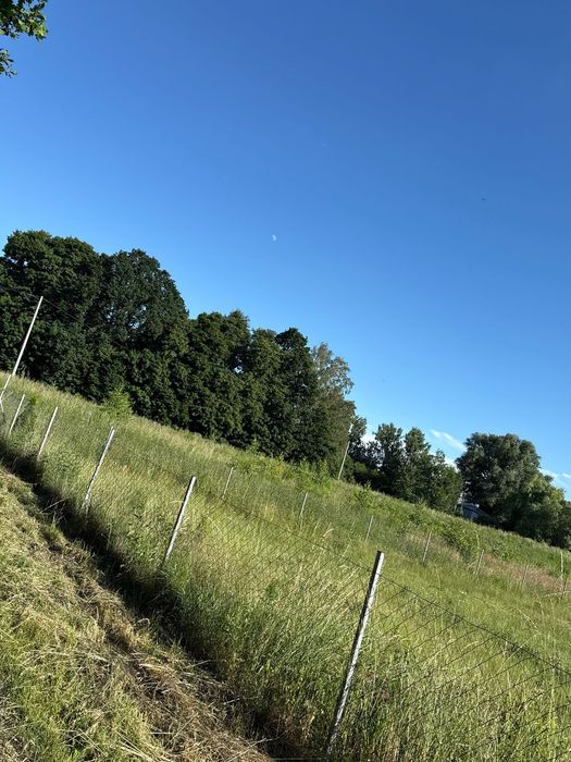 Działka 31,5 ara Rudzienice