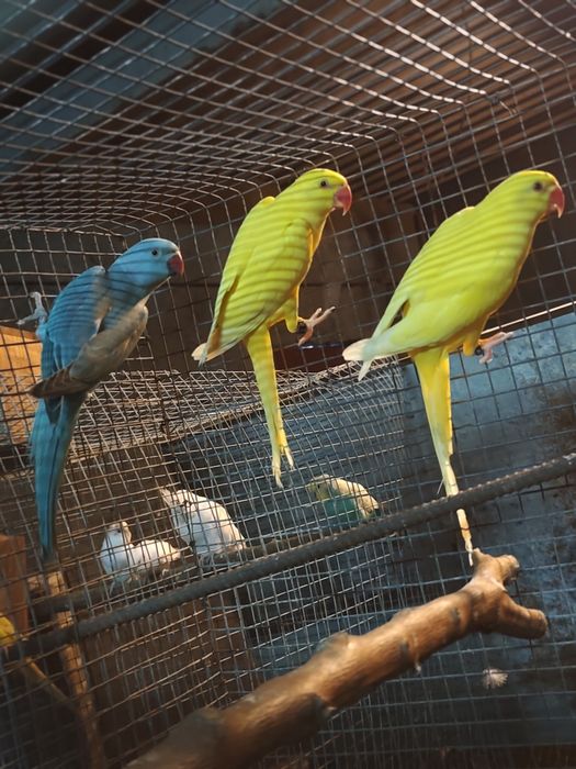 Ring necks casal 2025