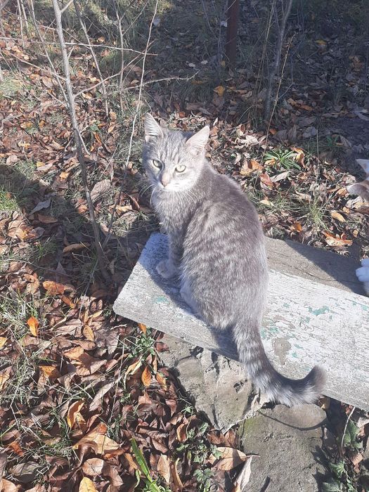 Отдам серого вискасного котенка, мальчик, 5 месяцев