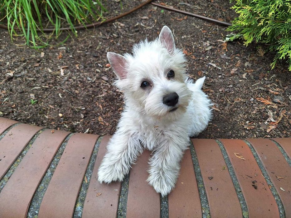 West Highland White Terrier