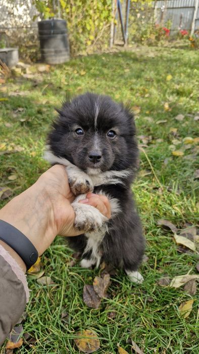 Віддам цуциків у добрі руки