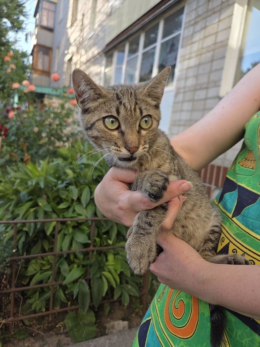 котеня в добрі руки
