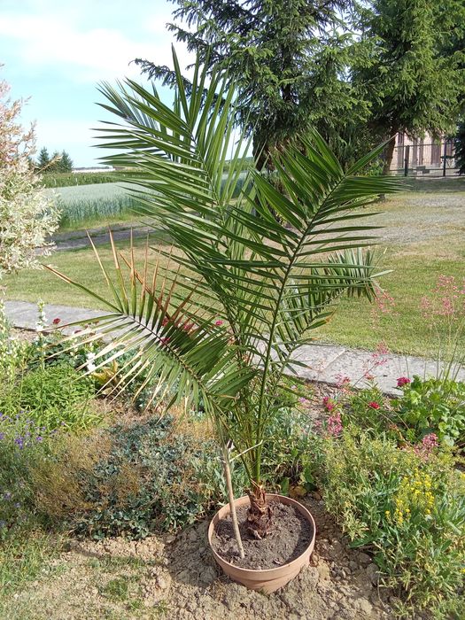 Sprzedam palmę w doniczce