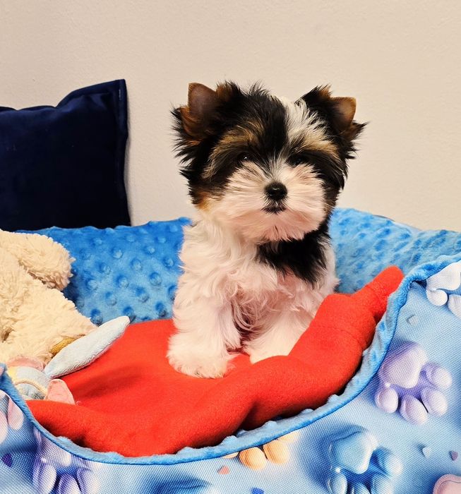 Maleńka dziewczynka 100%  BIEWER York  bardzo malutka