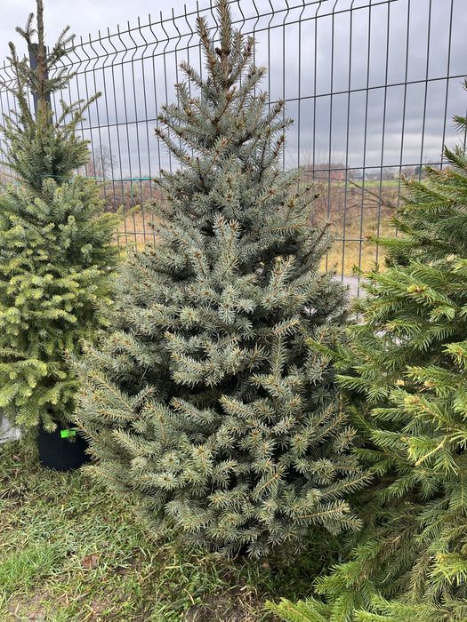 Świerk w donicach formowany