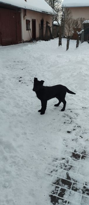 Віддам у добрі руки цуценят німецької вівчарки