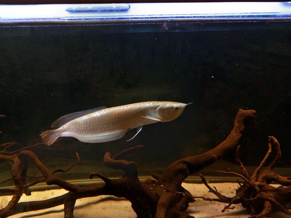 Aruwana prata 35-40cm