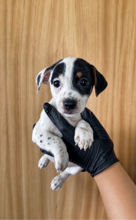 Jack russel macho