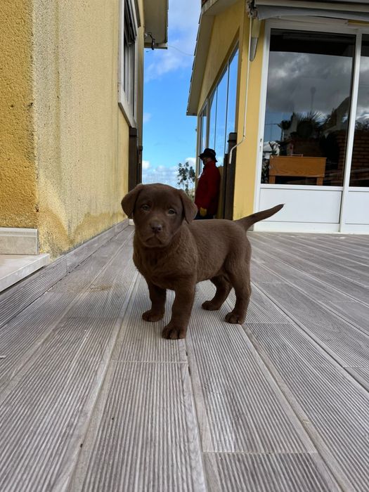 Labrador fêmea com LOP