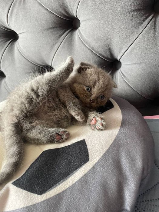 Висловухі кошенята Scottish fold