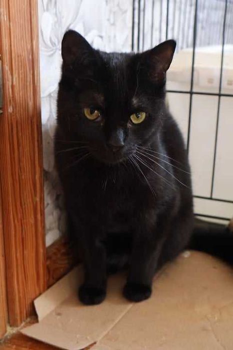 Tola Druga szuka domu