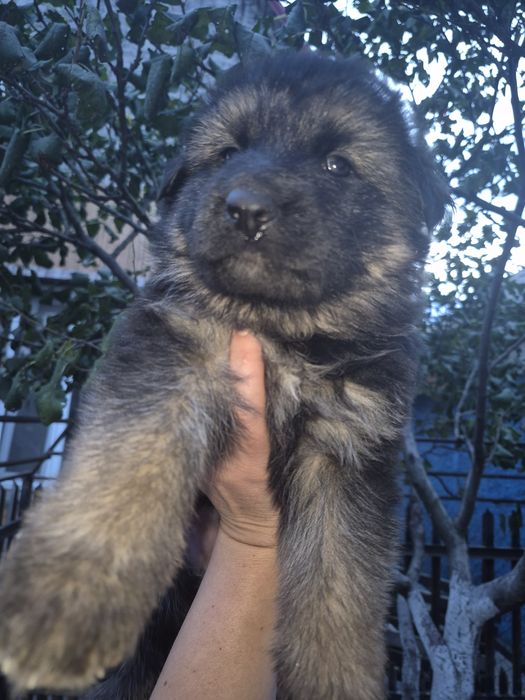 Цуценята вівчарки, шукають собі люблячу родину