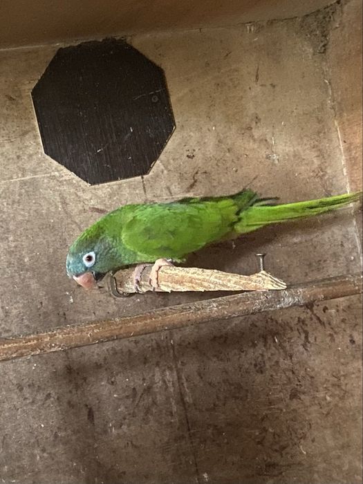 Psittacara acuticaudatus ( conure cabeça azul )