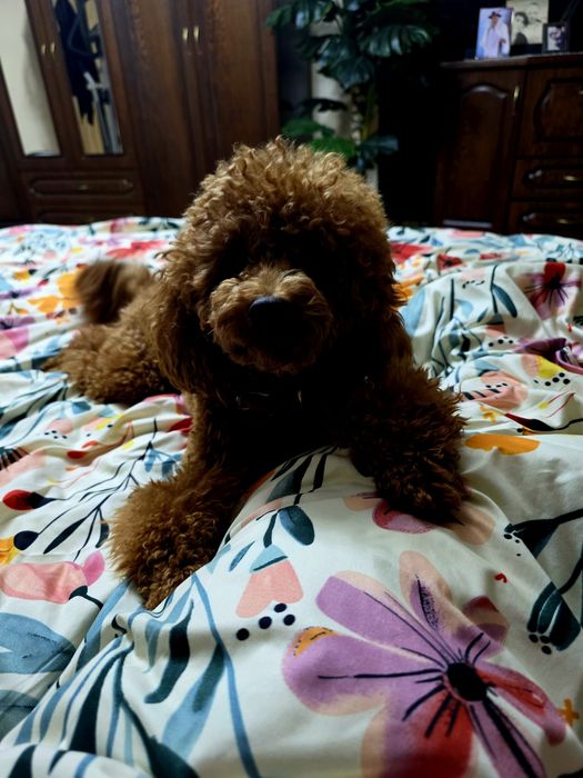 Pudel miniaturowy/toy szczeniak pełen uroku.