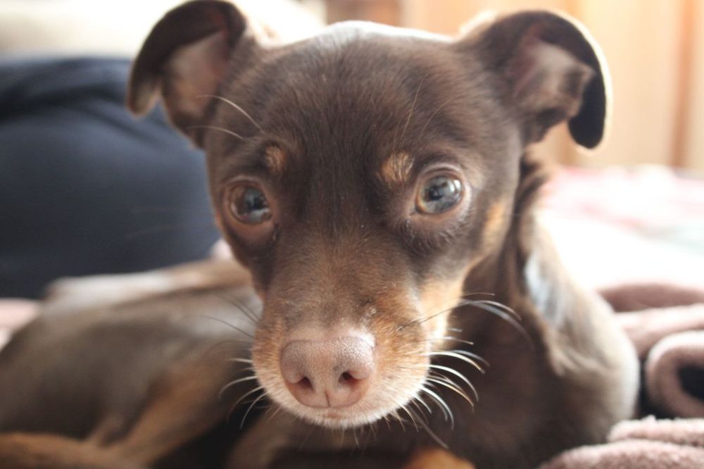 В'язка той тер'єр (стандарт, 4 роки 3,3 кг)