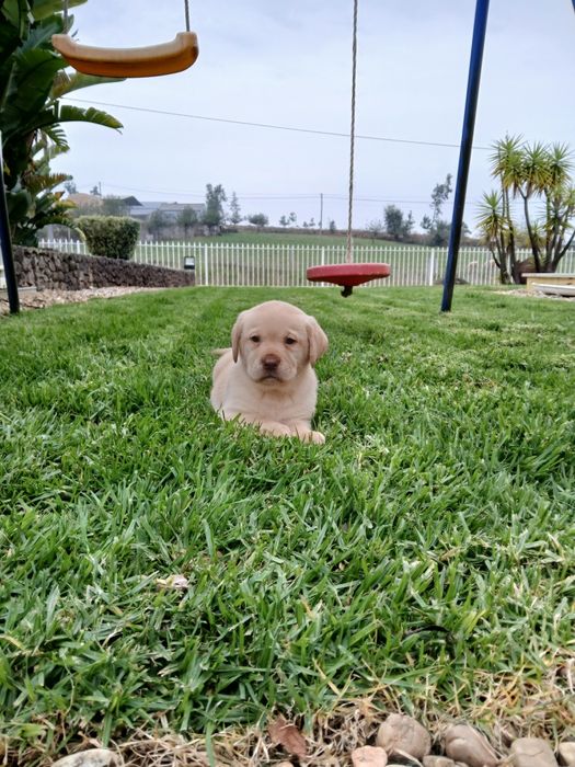 Labrador com Lop