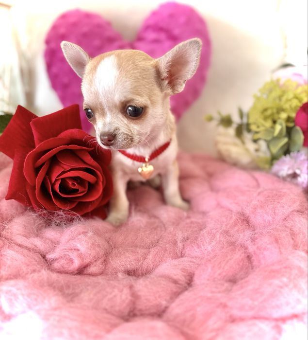 Śliczna malutka suczka chihuahua