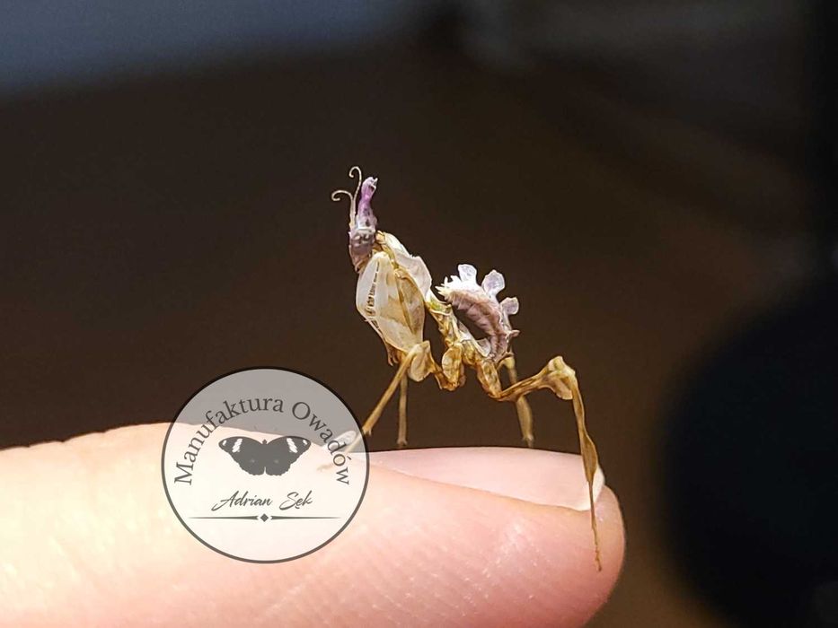 Idolomantis diabolica - modliszka diabelska L5/6