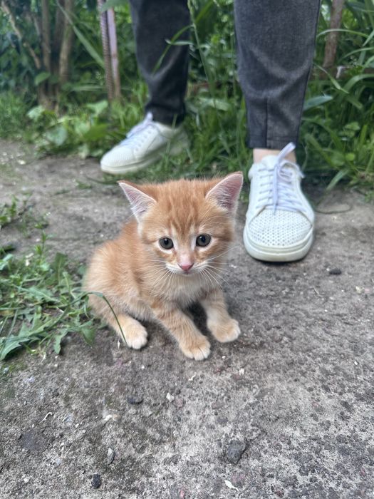 Віддам рудого котика