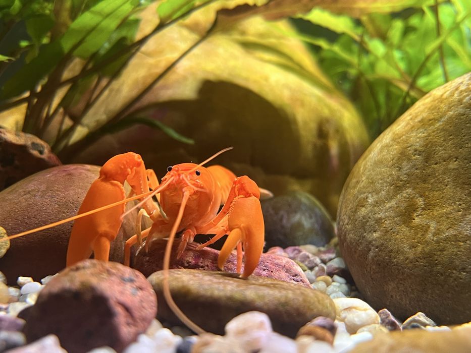 Raki Cherax do akwarium