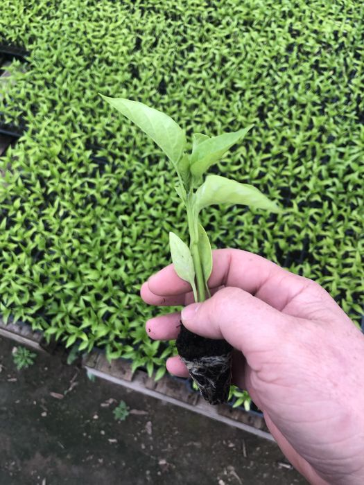 Вирощування любоі розсади на замовлення Выращивание рассады на заказ