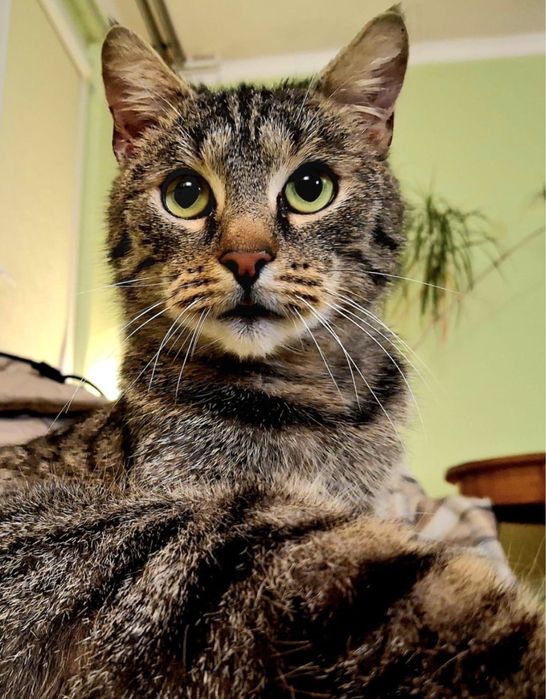 Maniek - cudowny, przyjazny kocurek szuka domu