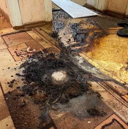 Удаление запаха - уборка после смерти . Дезинфекция тараканов, Озон .