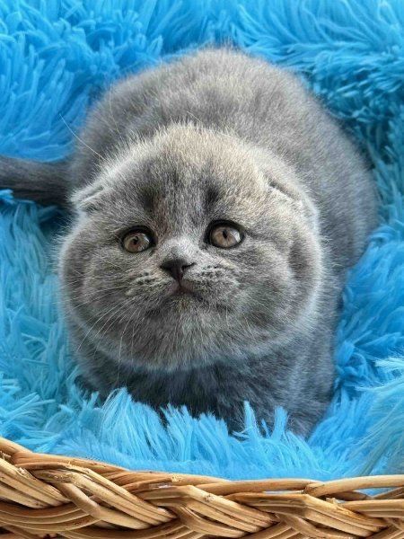 Шоу класса девочка