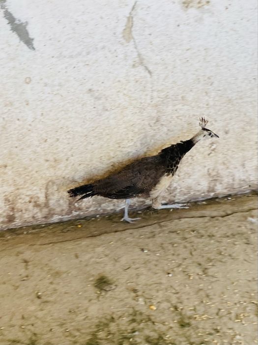 Pavoes bebes de varias racas