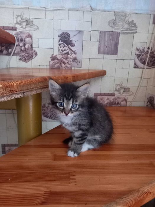 Чудові кошенята для вашого дому