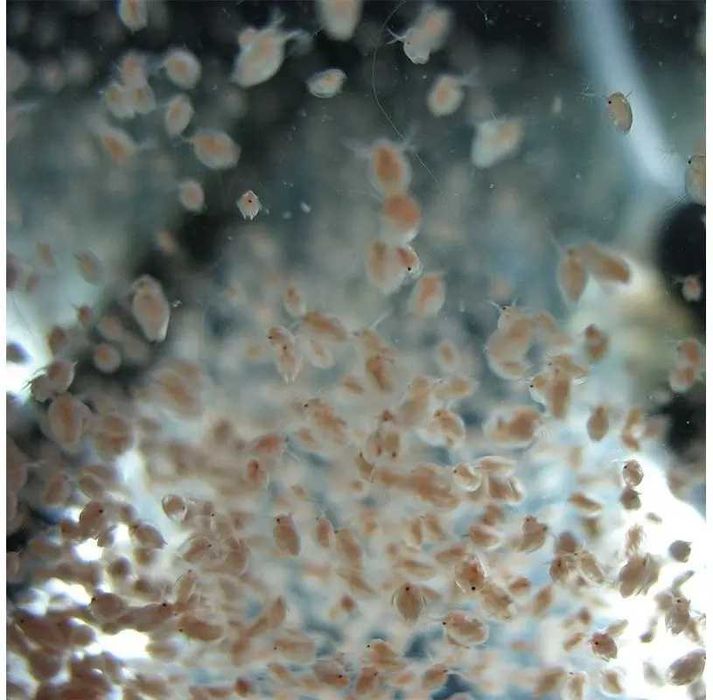 Pulgas de Água (Daphnia) – Alimento Vivo Natural para Peixes!
