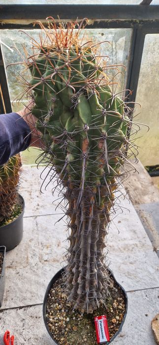 Kaktus Ferokaktus 50 cm