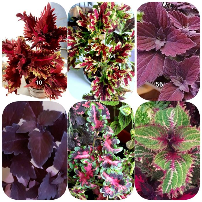 Колеуси вкоріненні