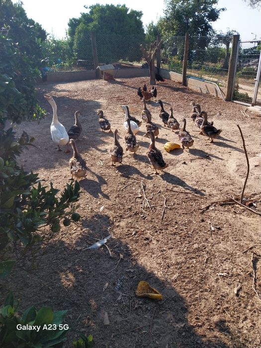 Vendo patos roen novos