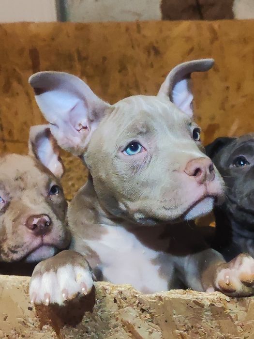 Американські буллі