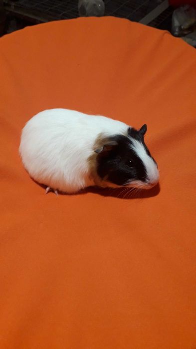 Морські свинки,  прості гладкошерсті.