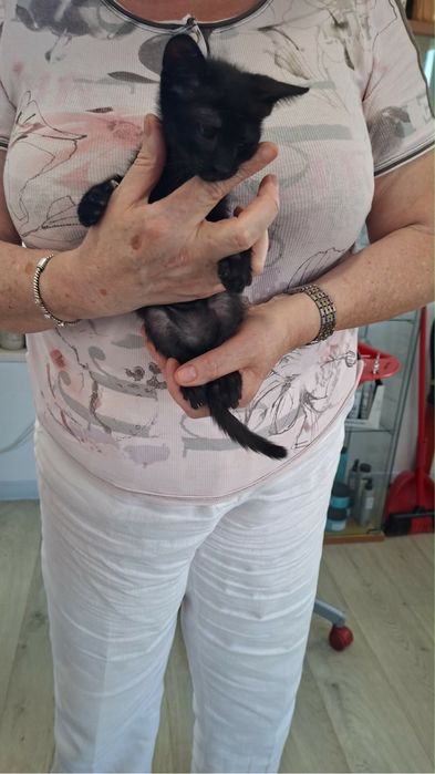 Três gatas para adoção