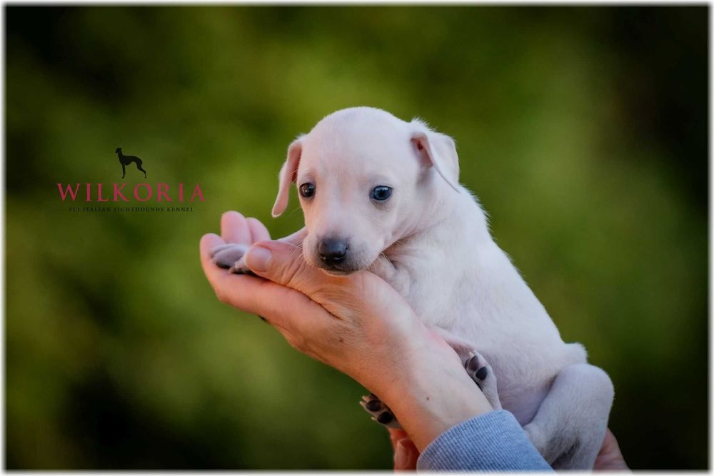 Charcik włoski cudny piesek kremowy * hod. Wilkoria FCI * Charciki *