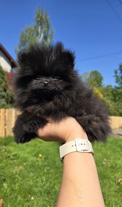 Szpic miniaturowy Pomeranian czarny piesek
