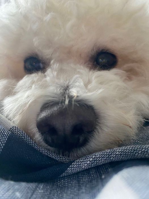 Бишон Фризе Миша ищет невесту