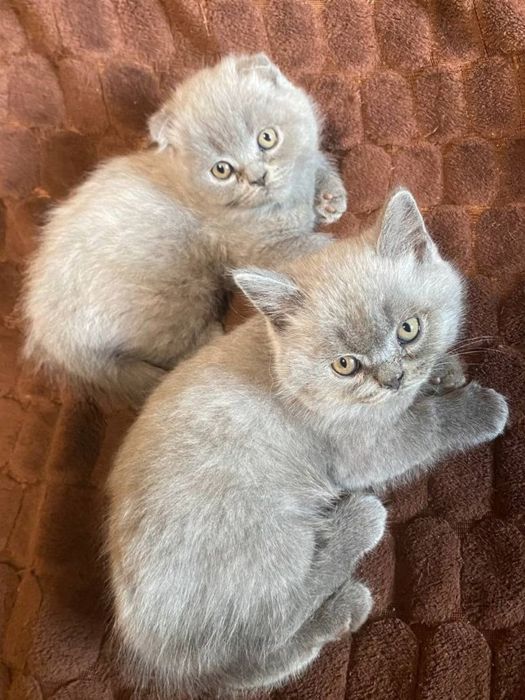 Продам кошенят шотландської весловухої