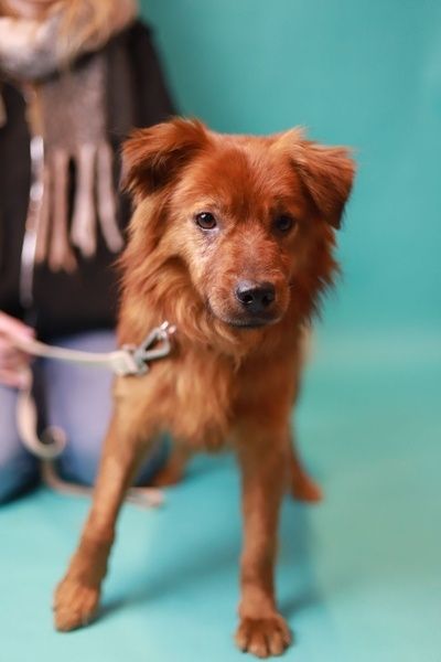 Łagodny i wrażliwy psiak szuka kochającego opiekuna, do adopcji