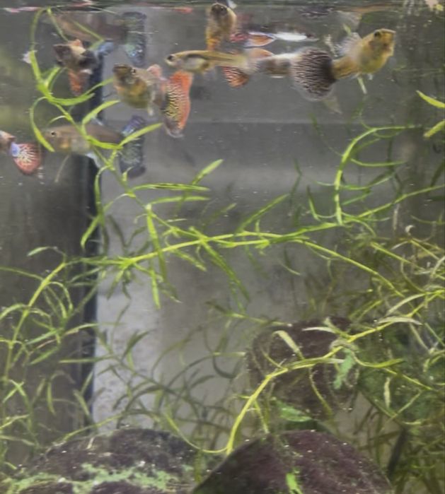 Guppy Red Dragon Halfmoon Mud | Machos, Casais e Trios