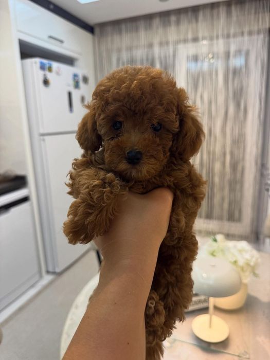 Ляльковий хлопчик той пудель