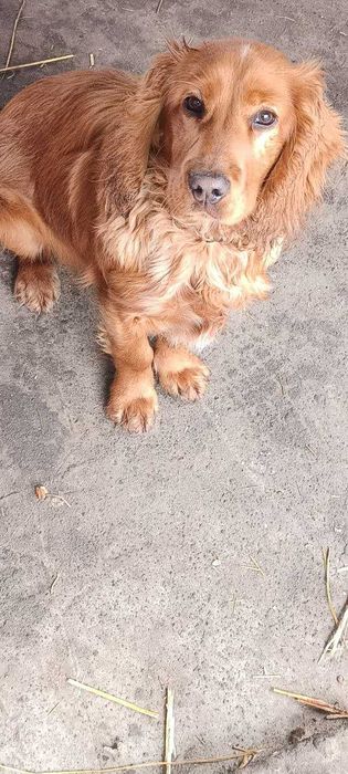 Собака спаниель  рыжого цвета