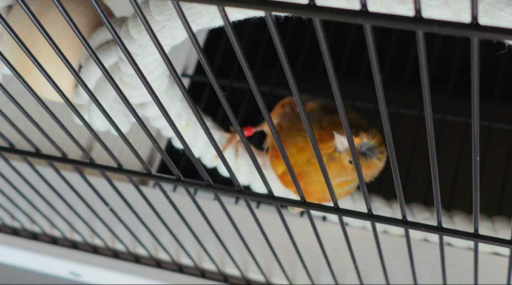 Kanarki śpiewające czerwone z koroną