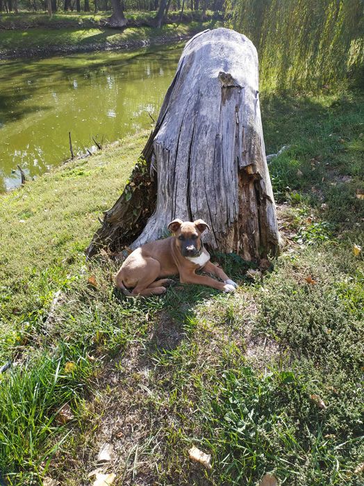 Отдам щенка - девочку 6 мес. в добрые руки.