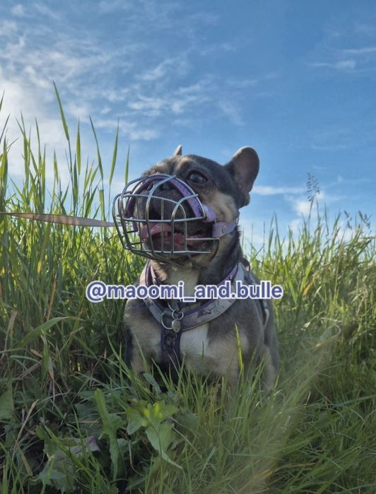 Fizjologiczny kaganiec dla psa brachycefalicznego