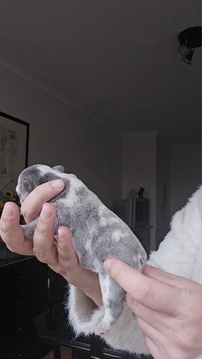 Bulldog Lilac exelente porte